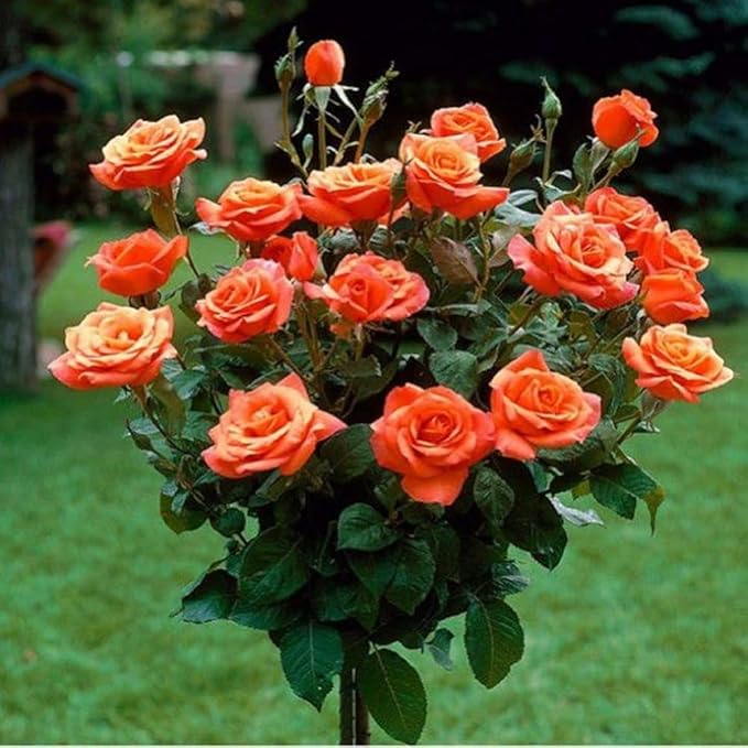 298+ Rare Tree Orange Rose Seeds for Planting Outdoors,Fragrant Rambling Climbing Trees Rose Seeds Non-GMO Heirloom,Rose Flowers Seed for Fence and Archway,Repeat Flowering Disease Resistant