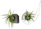 Live Air Plants with Decorative White & Taupe Air Plant Holder Duo (2-pack), Easy Plant Gift, Non-Toxic & Pet Friendly Plants, Air Plants Live Plants in Small Plant Pots, Home Decor by Plants for Pets
