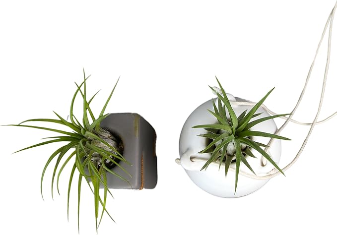 Live Air Plants with Decorative White & Taupe Air Plant Holder Duo (2-pack), Easy Plant Gift, Non-Toxic & Pet Friendly Plants, Air Plants Live Plants in Small Plant Pots, Home Decor by Plants for Pets