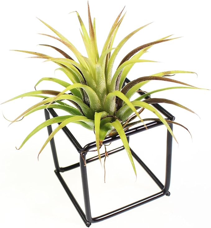ZOOELAY Small Air Plant Holders Stand Black Airplants Rack Planters Metal Air Fern Plant Display Cage Geometric Tillandsia Pot Containers Gift Idea 6 Pcs