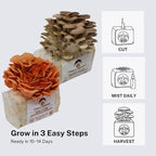 Forest Origins Oyster Mushroom Grow Kit 2-Pack, Pink and Brown Varieties, Harvest in 10 Days, Beginner Friendly, Handmade in California USA, Unique Gift Set