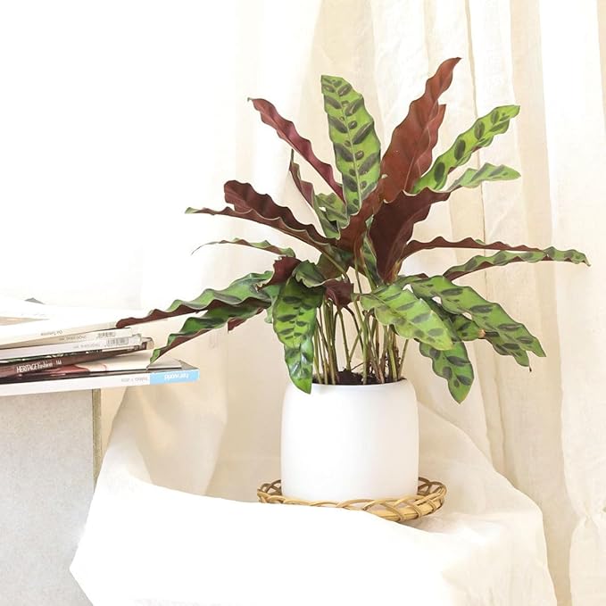 Calathea Lancifolia 'Rattlesnake' Plant (6 inch) - Pet-Friendly Houseplants - Attractive Indoor Plants, Easy to Grow, Pet Safe Plants for Cats & Dogs, Ideal for Home Decor, Office & Gift