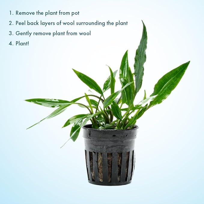 SubstrateSource Live Plants - Lagenandra thwaitesii (Lagenandra thwaitesii) - Moderate Light Aquarium Display, Dark Green with Silvery Sheen Accent, Midground to Background Tank Placement - Pot