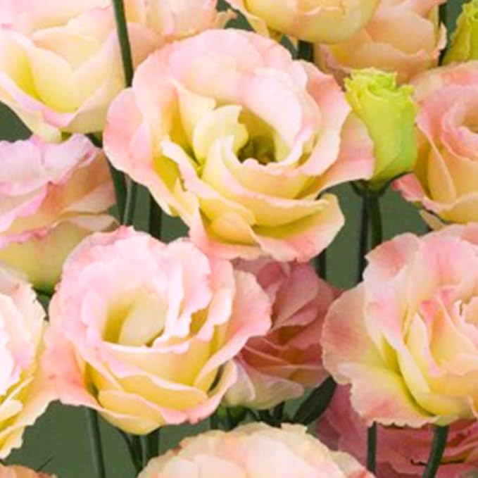 Eustoma Lisianthus Plant Live, Lisianthus Flowers Well Rooted Plug 2-3 Inch Height, Lisianthus Thornless Roses Seedling (Pink Yellow Lisianthus)