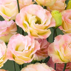 Eustoma Lisianthus Plant Live, Lisianthus Flowers Well Rooted Plug 2-3 Inch Height, Lisianthus Thornless Roses Seedling (Pink Yellow Lisianthus)