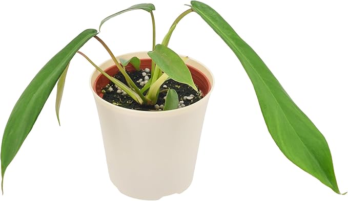 Arcadia Garden Products Live Joepii Philodendron Rare Indoor Houseplant in Plastic Pot, Tropical Plant Collector Gift for Home and Garden Decor, 4-inch, Beige