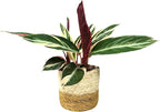 Live Plant Stromanthe Triostar, Pet-Friendly, Tricolor Prayer Plant, 12-16" Tall, Indoor Plant, Easy to Care, Rare Plant, 4.7 inch Decorative Pot (Brown Jute)