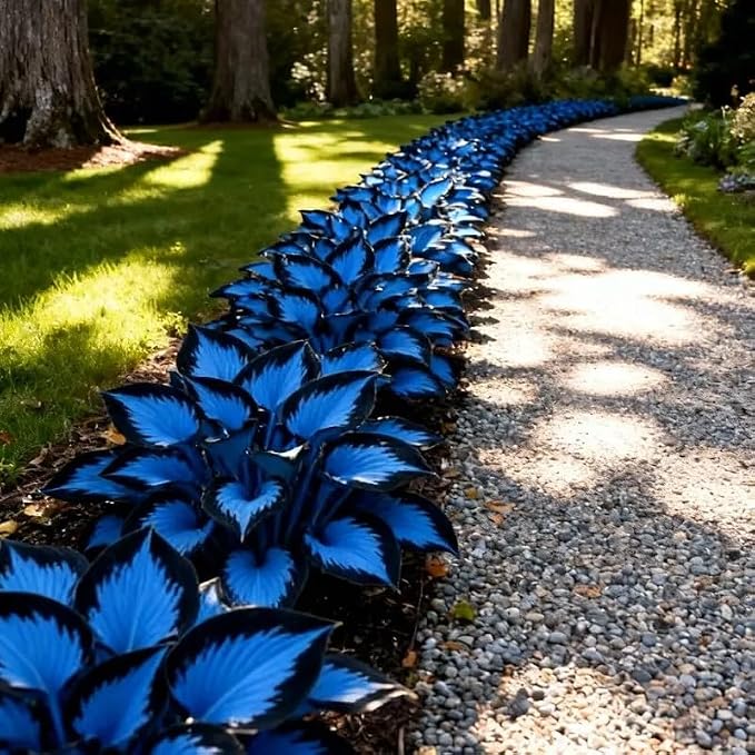 210+ Hosta Seeds - Rare Perennial Flower Seeds for Shade Gardens, Long Blooming Plants for Ground Cover & Containers, Ideal for Shaded Pathways and Borders