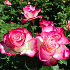 Rose Live Plant, Roses Flower Plant, Fragrant Flower for Planting, 4-6 Inches Tall, Bush Shrub Plants, Well Rooted, Ready to Grow (Pink White Rose)