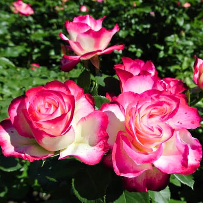 Rose Live Plant, Roses Flower Plant, Fragrant Flower for Planting, 4-6 Inches Tall, Bush Shrub Plants, Well Rooted, Ready to Grow (Pink White Rose)