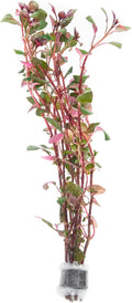 SubstrateSource Live Aquarium Red Stem Plants - Freshwater Aquatic Plant for Fish Tanks, Aquascaping - (Ludwigia Natans Super, 1 Bunch)