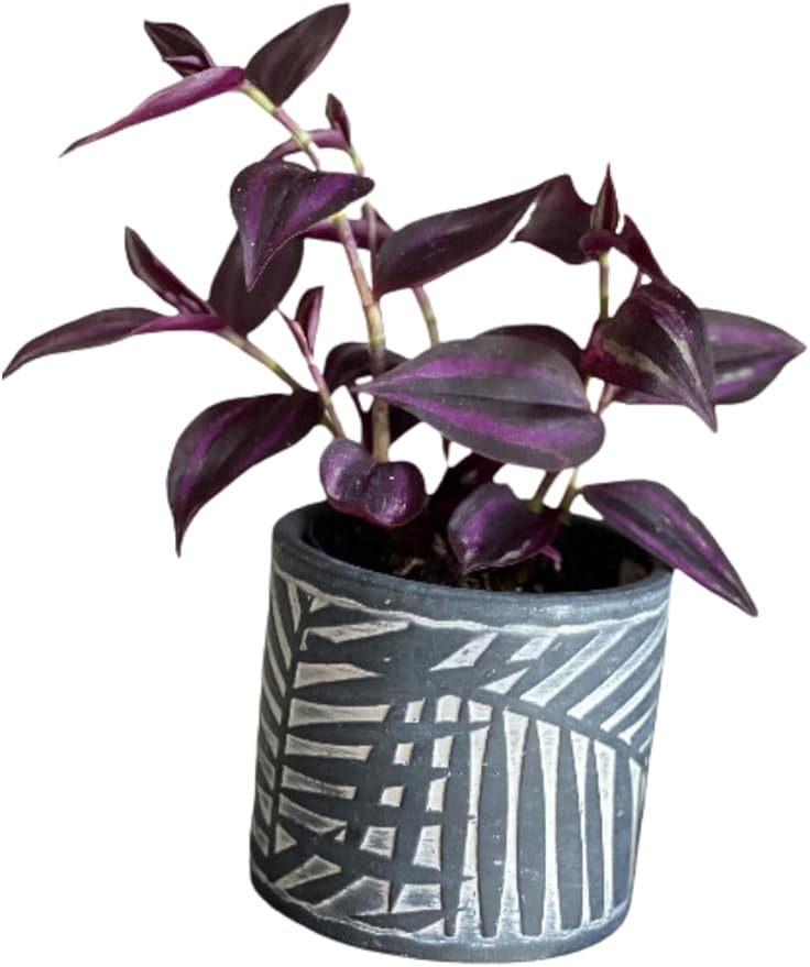 PLANTVERS Purple Jew Live Plant in a 4" Nursery Pot - Low Light Air Purifier - Low Maintenance Houseplant Gift