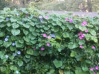 50+ Mix Japanese Morning Glory Seeds Climbing Vine Flowers Perennial Ipomoea Bloom in Summer Plant