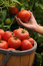 Big Boy Tomato Live Vegetable Plants, 4-Pack