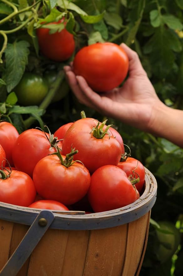 Big Boy Tomato Live Vegetable Plants, 4-Pack