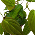 BubbleBlooms Philodendron Micans Hederaceum in a 4 inch Pot Heart-Leaf Philo, Sweetheart Plant