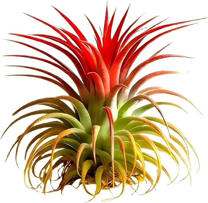 Live Tillandsia Air Plant Ionantha stricta Easy Care Air Plants Live, Houseplants for Indoor & Outdoor Home Garden Décor, Wall & Terrarium Display
