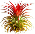 Live Tillandsia Air Plant Ionantha stricta Easy Care Air Plants Live, Houseplants for Indoor & Outdoor Home Garden Décor, Wall & Terrarium Display