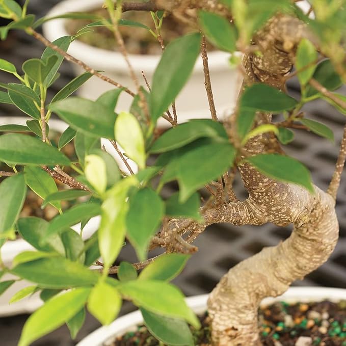 Brussel's Bonsai - Live Golden Gate Ficus Bonsai Tree in Grower Pot, Indoor Bonsai Plant, 4 Years Old, 5-8 Inches Tall, Easy Care Houseplant for Home or Office (Small, Green)