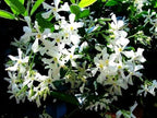 Rare Scented Jasmine Flower Easy to Grow 5g Seeds