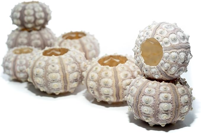 Nautical Crush Trading Sea Urchins Shells for Air Plants - 8 Purple Sputnik (1.5-3") Sea Urchin Shells - Hanging Air Plant Holder - Air Plants Live Holders - Air Plant Pot - No Plants Included