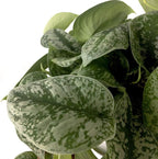 American Plant Exchange Silver Splash Pothos – Live 6-Inch Potted Satin Pothos Vine, Easy-Care Air Purifying Houseplant, Fast-Growing Indoor Plant for Home, Office & Modern Tropical Indoor Décor