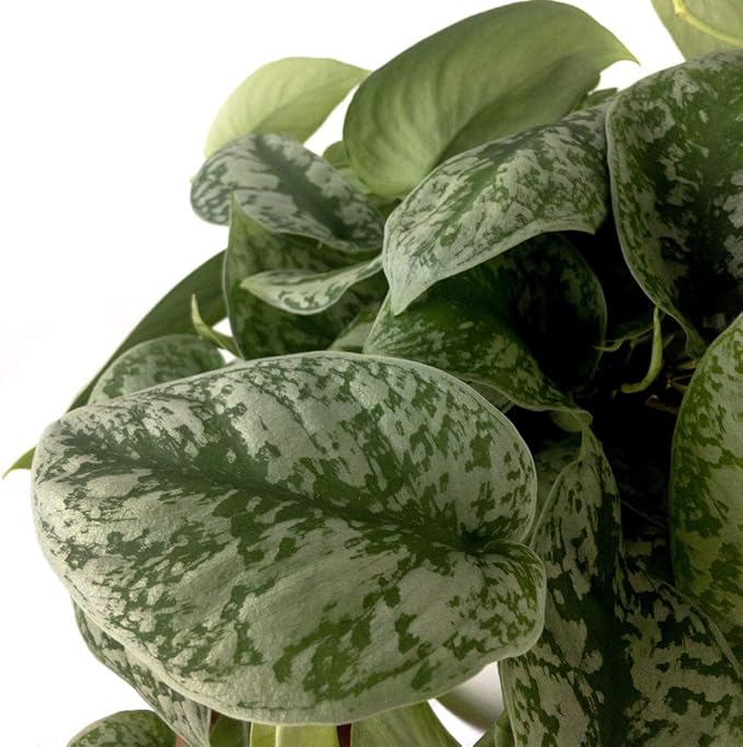 American Plant Exchange Silver Splash Pothos – Live 6-Inch Potted Satin Pothos Vine, Easy-Care Air Purifying Houseplant, Fast-Growing Indoor Plant for Home, Office & Modern Tropical Indoor Décor