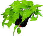 PLANTVERS Neon Pothos in a 6" Nursey Pot - Vibrant Lime Green Vining Plant - Air-Purifying Houseplant - Easy-Care Indoor Plant - Low Light Plant - Low Maintenance & Perfect for Indoor Garden & Office