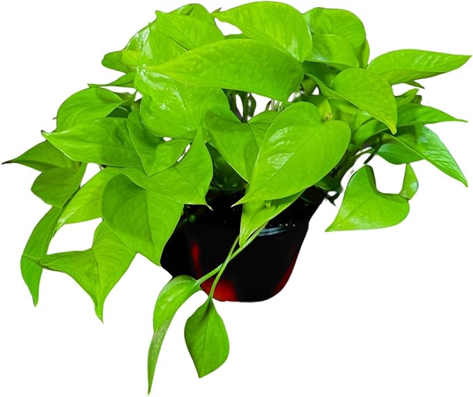 PLANTVERS Neon Pothos in a 6" Nursey Pot - Vibrant Lime Green Vining Plant - Air-Purifying Houseplant - Easy-Care Indoor Plant - Low Light Plant - Low Maintenance & Perfect for Indoor Garden & Office