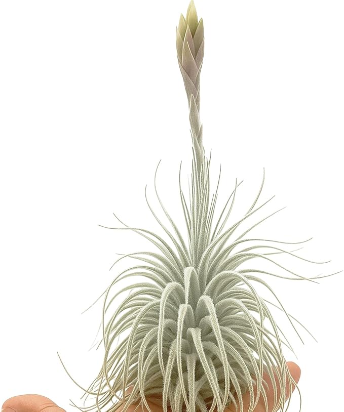 ragnaroc Live air Plant - Tillandsia Tectorum Air Plant 4-6" – 5ct – Unique Shape with Silvery Fuzz – Low Maintenance Houseplant – Perfect for Decor, Terrariums, Gifts - Live Arrival Guaranteed