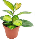 Hoya Australis Lisa (4" Grower Pot) - Low Light and Healthy Houseplant - Easy to Care Indoor Houseplant