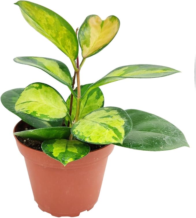 Hoya Australis Lisa (4" Grower Pot) - Low Light and Healthy Houseplant - Easy to Care Indoor Houseplant