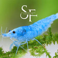 SF Aquatic™ 10 Blue Velvet High Grade Neocaridina Live Freshwater Aquarium Shrimps. Fully Mature Breeding Age. Live Arrival Guarantee.
