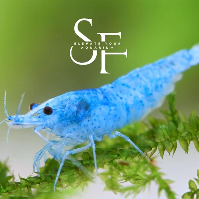 SF Aquatic™ 10 Blue Velvet High Grade Neocaridina Live Freshwater Aquarium Shrimps. Fully Mature Breeding Age. Live Arrival Guarantee.