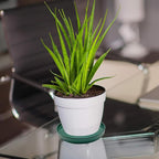 2 Pack Ceramic Plant Saucer Pot Tray 7 Inch, Planter Saucers 4 5 6 7 8 9 10 11 12 13 Inch for Indoors Outdoor, Durable Sturdy Flower Drainage drip Water Tray for Glazed Pots Base (7 Inch-Green)