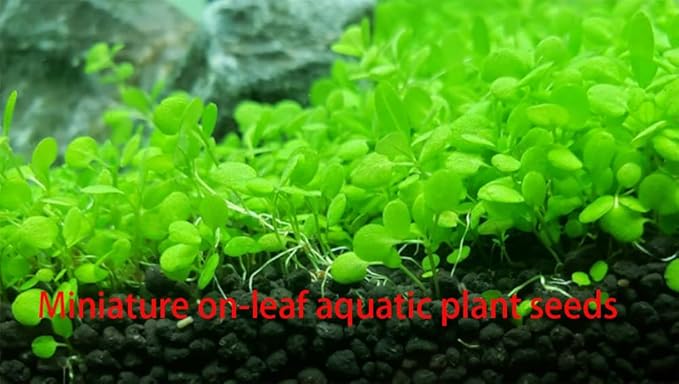 3 Bags Aquarium Plant S.e.e.ds, not Artificial Plastic Plant, Fish Tank Live Grass for All Substrate yljl4222ds