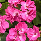 Set 2 Geranium Plants Live, 4-9 Inches Tall, Hardy Flowering Geraniums for Garden or Pots, Fragrant Perennial Blooms (Pink Geranium)