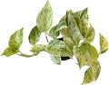 Pothos Live Indoor Plant, 4 inch Pot, Variegated White and Green Leaves - Easy to Care for - Perfect for Indoor and Outdoor Home Decor, Office, and Gift (Snow Queen Pothos)