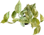 Pothos Live Indoor Plant, 4 inch Pot, Variegated White and Green Leaves - Easy to Care for - Perfect for Indoor and Outdoor Home Decor, Office, and Gift (Snow Queen Pothos)