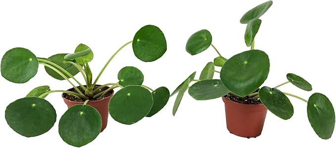 Set of 2 Pilea peperomioides Plants (2" Pot) (Chinese Money Plant/Pancake Plant/UFO Plant)