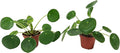 Set of 2 Pilea peperomioides Plants (2" Pot) (Chinese Money Plant/Pancake Plant/UFO Plant)