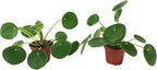 Set of 2 Pilea peperomioides Plants (2" Pot) (Chinese Money Plant/Pancake Plant/UFO Plant)