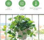 American Plant Exchange Golden Pothos – Live 8-Inch Hanging Basket, Devil’s Ivy, Easy-Care Air Purifying Houseplant, Fast-Growing Trailing Vine for Hanging Planters, Indoor Home or Office Décor