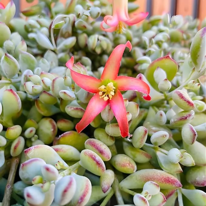 Cotyledon Pendens Succulent Plant Live – 2 Inch Pot | Rare Trailing Houseplant | Easy-Care Indoor Succulent
