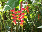 'Hanging Lobster Claw' Heliconia Rostrata Live Plant Bird of Paradise Tropical Plant