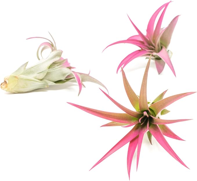 Raspberry Colorful Tillandsia Air Plants - Long Lasting Color Enhanced Live Tillandsia Succulent House Plants - Home And Garden Decor - Easy Care Indoor/Outdoor Plants (Brachycaulos Abdita, Pack of 3)