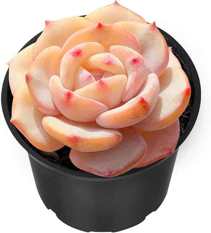 Sprout N Green Echeveria 'Mont Blanc', Live Mini Succulent Plant Fully Rooted in 2" Pot, House Plant for Indoor Outdoor Home Office Wedding Decoration Party Favor, Pets Friendly, Easy to Care