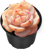 Sprout N Green Echeveria 'Mont Blanc', Live Mini Succulent Plant Fully Rooted in 2" Pot, House Plant for Indoor Outdoor Home Office Wedding Decoration Party Favor, Pets Friendly, Easy to Care