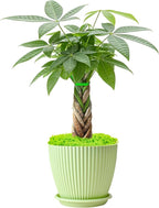 Sprout N Green 8-10" Money Tree with 5 Lucky Braid, Live Plant with Green Stripe Pot, Decoration for Indoor Home Office Tabletop Windowsill Side Table, Gift for Housewarming Mother's Day