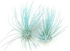 Thin Air Plant, Guatemala Tillandsia Live Airplant, Healthy Arrival Guaranteed, Great Indoor Plant, Home Decor & Gift (Jade)